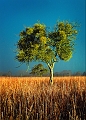 arbre 12_02_10n01